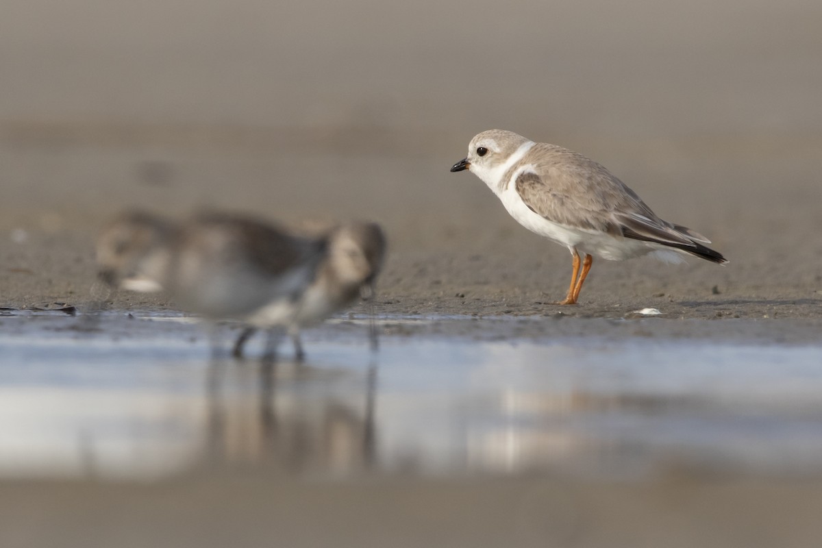 Piping Plover - Kyle Nelson