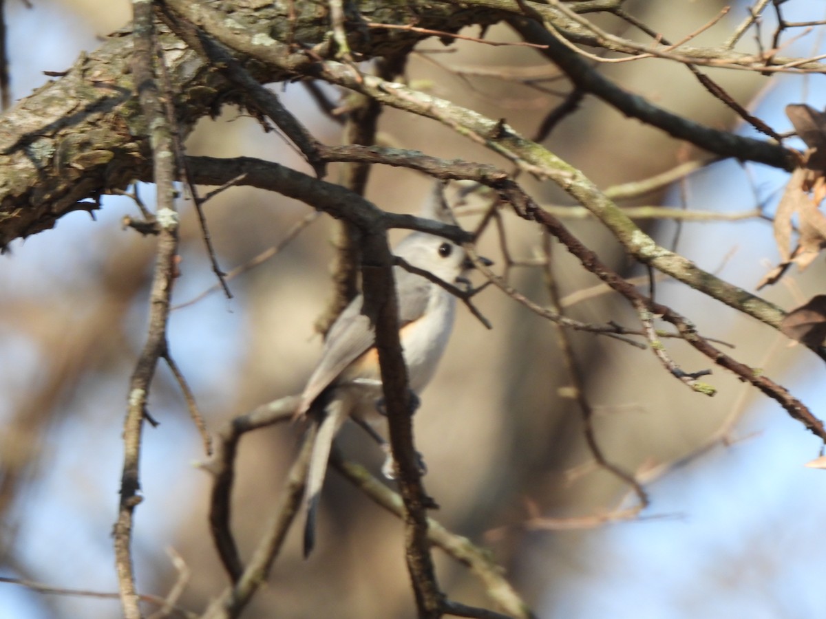 Tufted x Black-crested Titmouse (hybrid) - Charley Amos