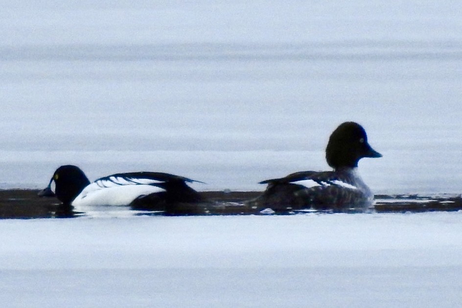 Common Goldeneye - ML615597297