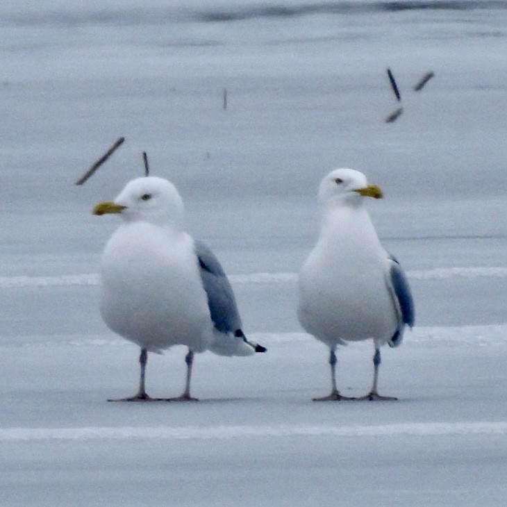 Herring Gull - ML615597306