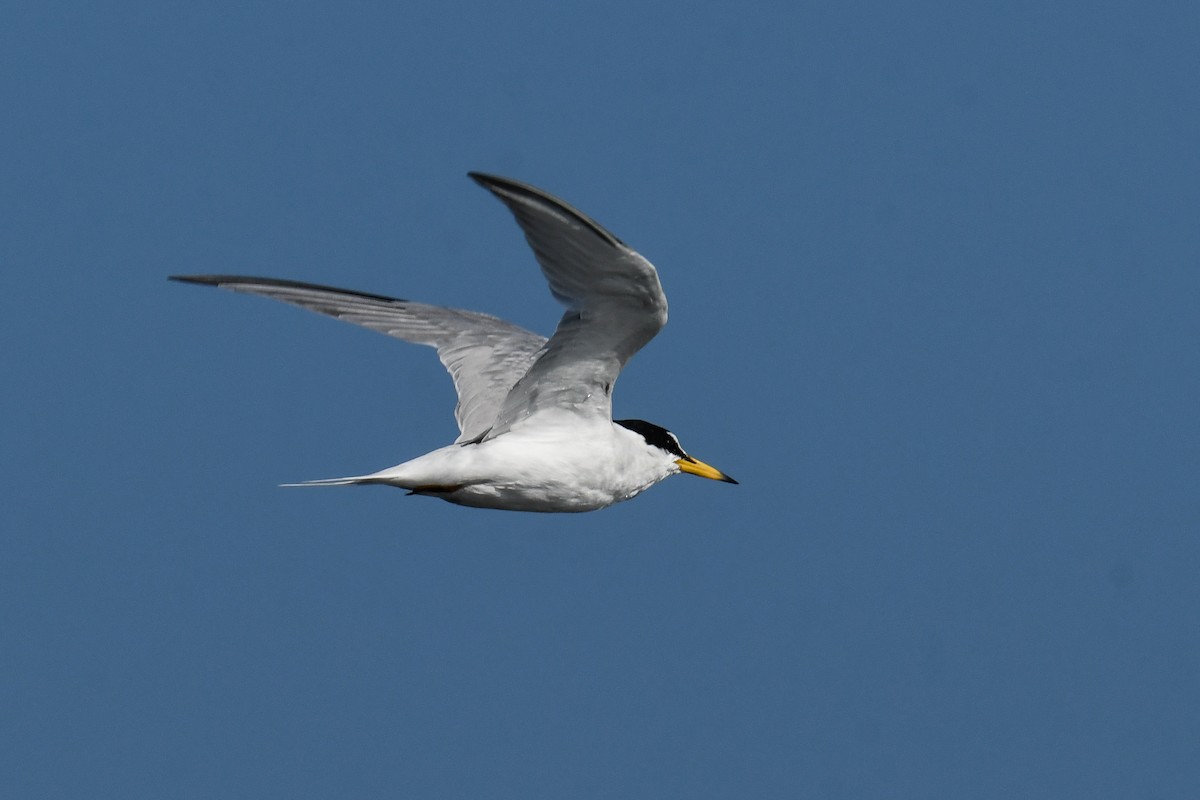 Little Tern - ML615597324