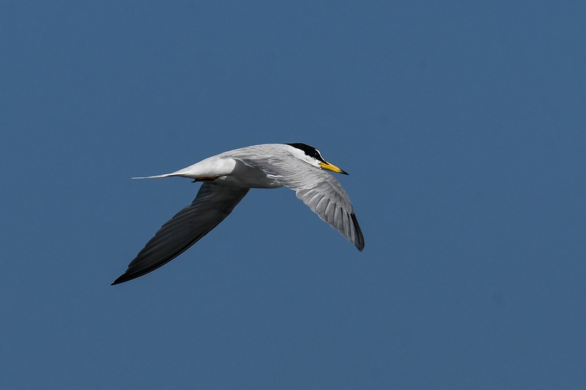 Little Tern - ML615597325