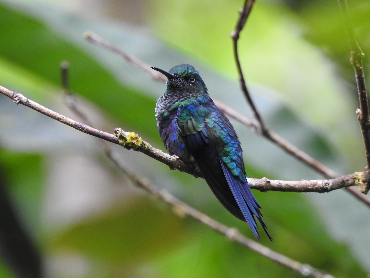 Blue-tailed Emerald - ML615597332