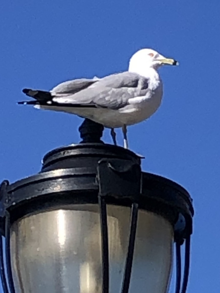 Ring-billed Gull - Mariga Temple-West