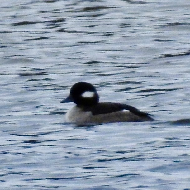 Bufflehead - ML615597383