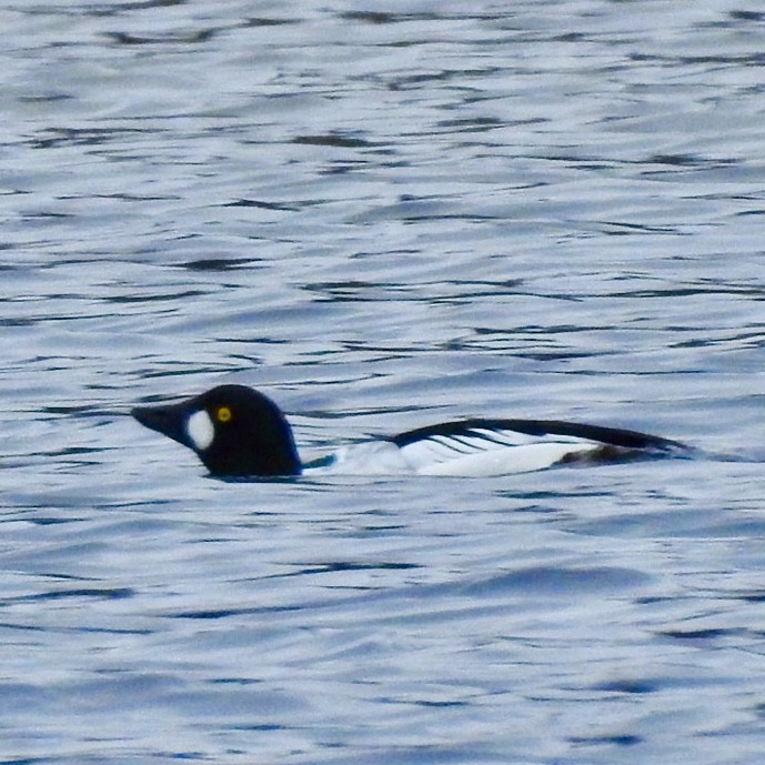 Common Goldeneye - Michael Hatton