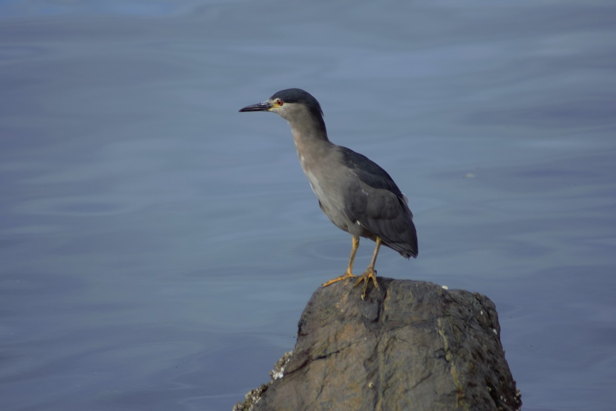 Black-crowned Night Heron - ML615597462