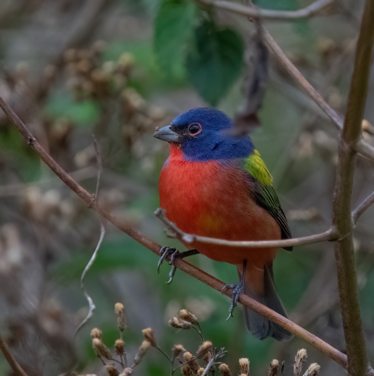 Painted Bunting - ML615597490