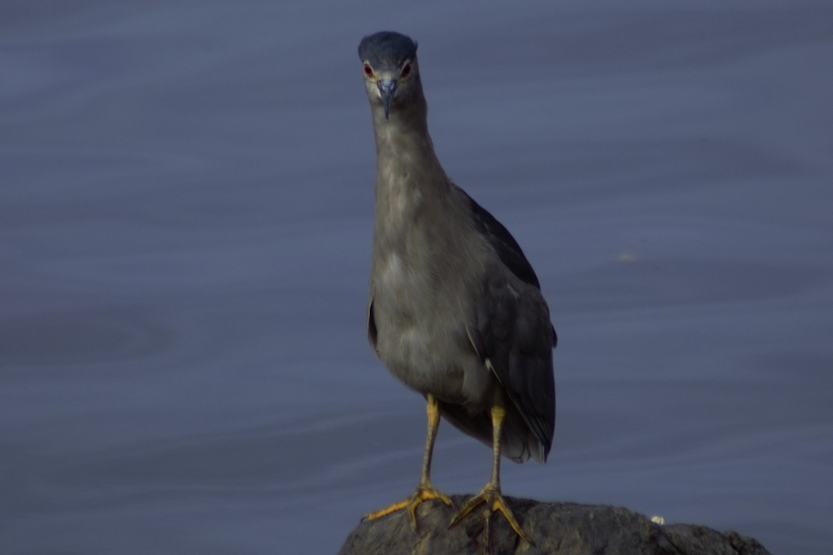 Black-crowned Night Heron - ML615597542