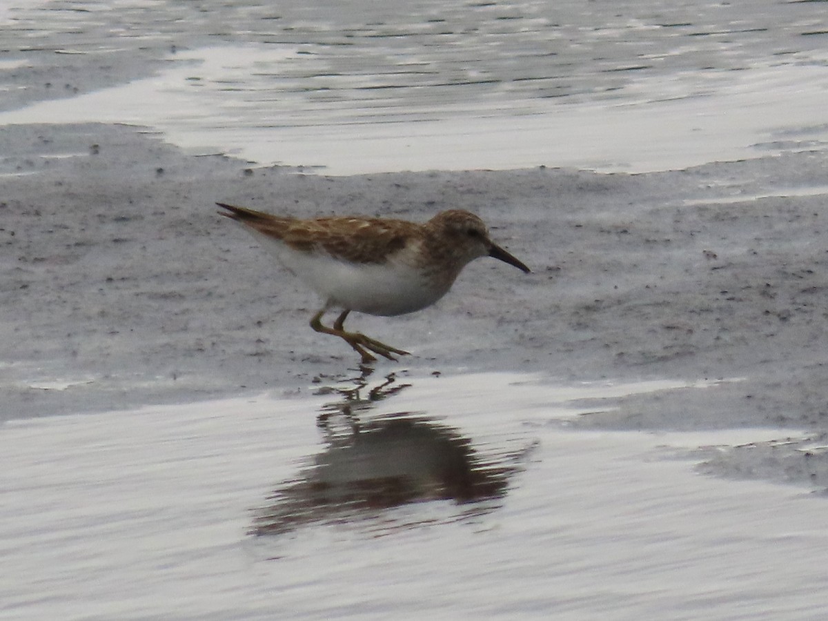 Least Sandpiper - ML615597571