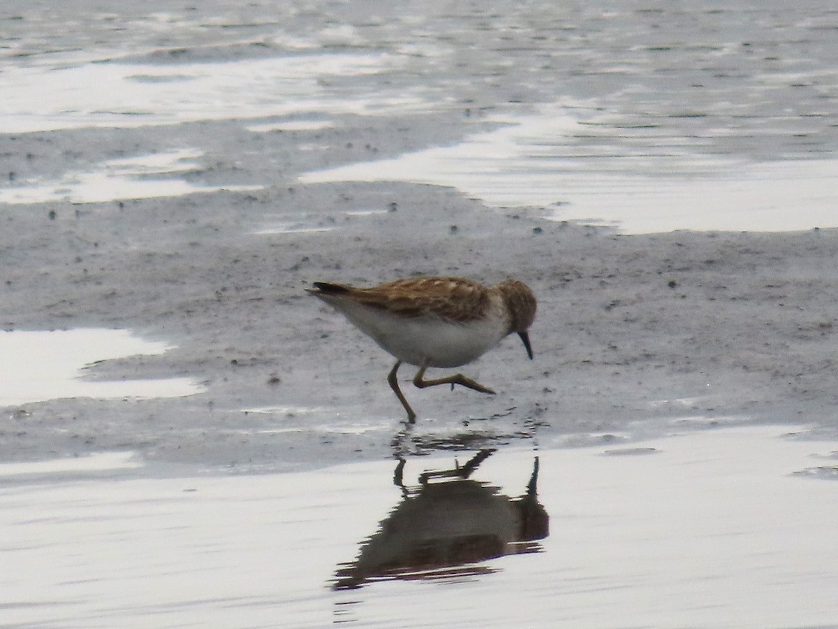 Least Sandpiper - ML615597573