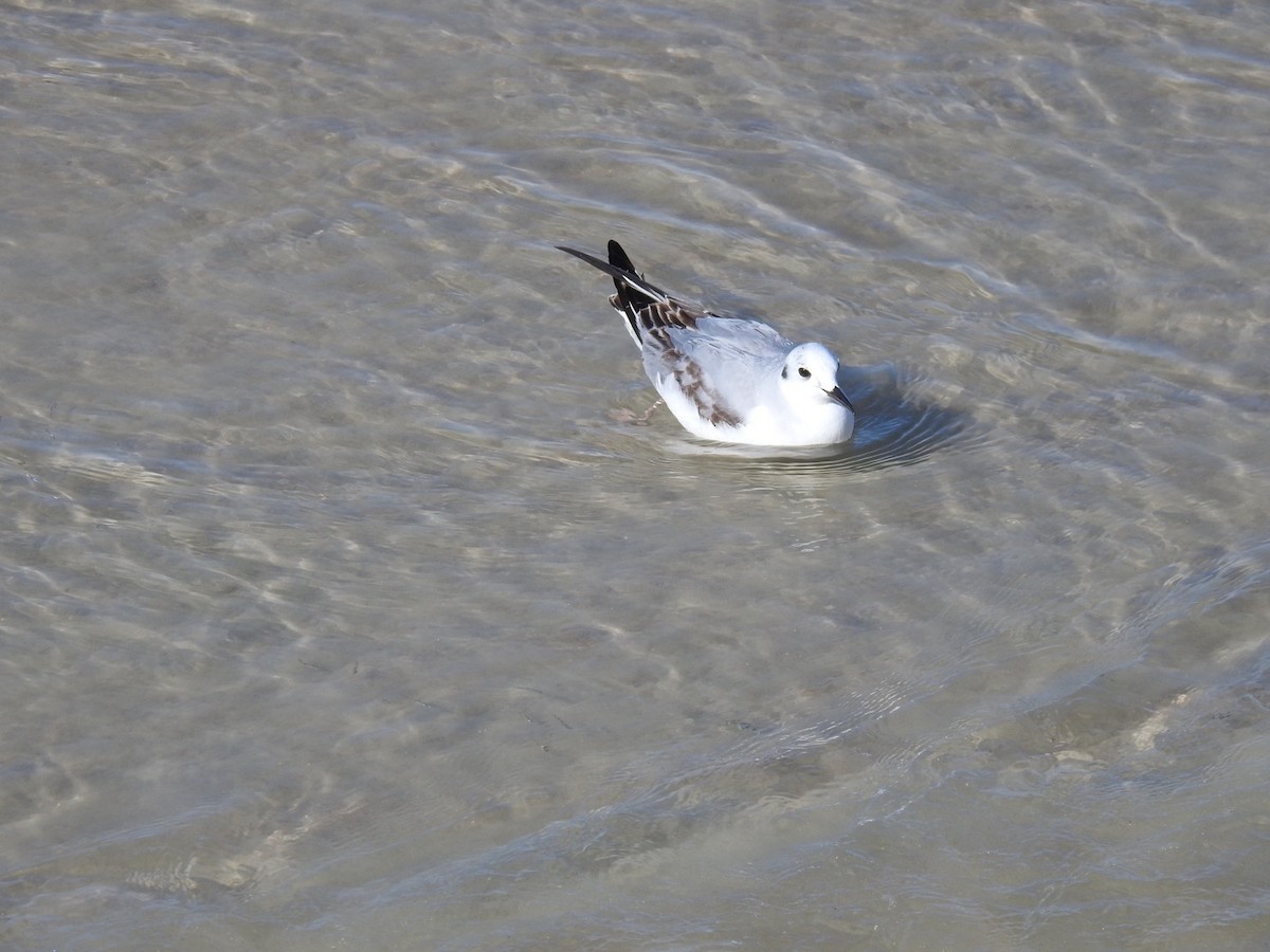 Mouette de Bonaparte - ML615597592