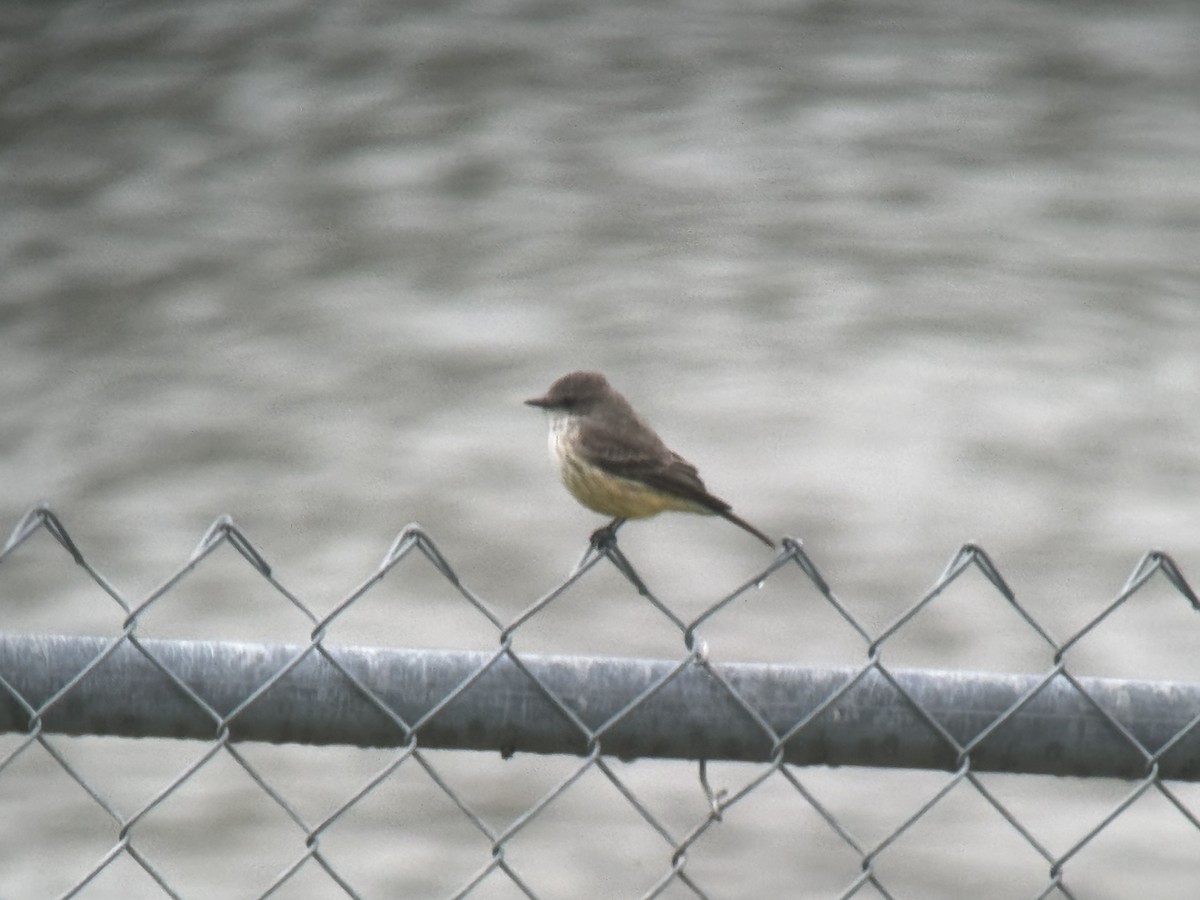 Vermilion Flycatcher - Doug Fishman