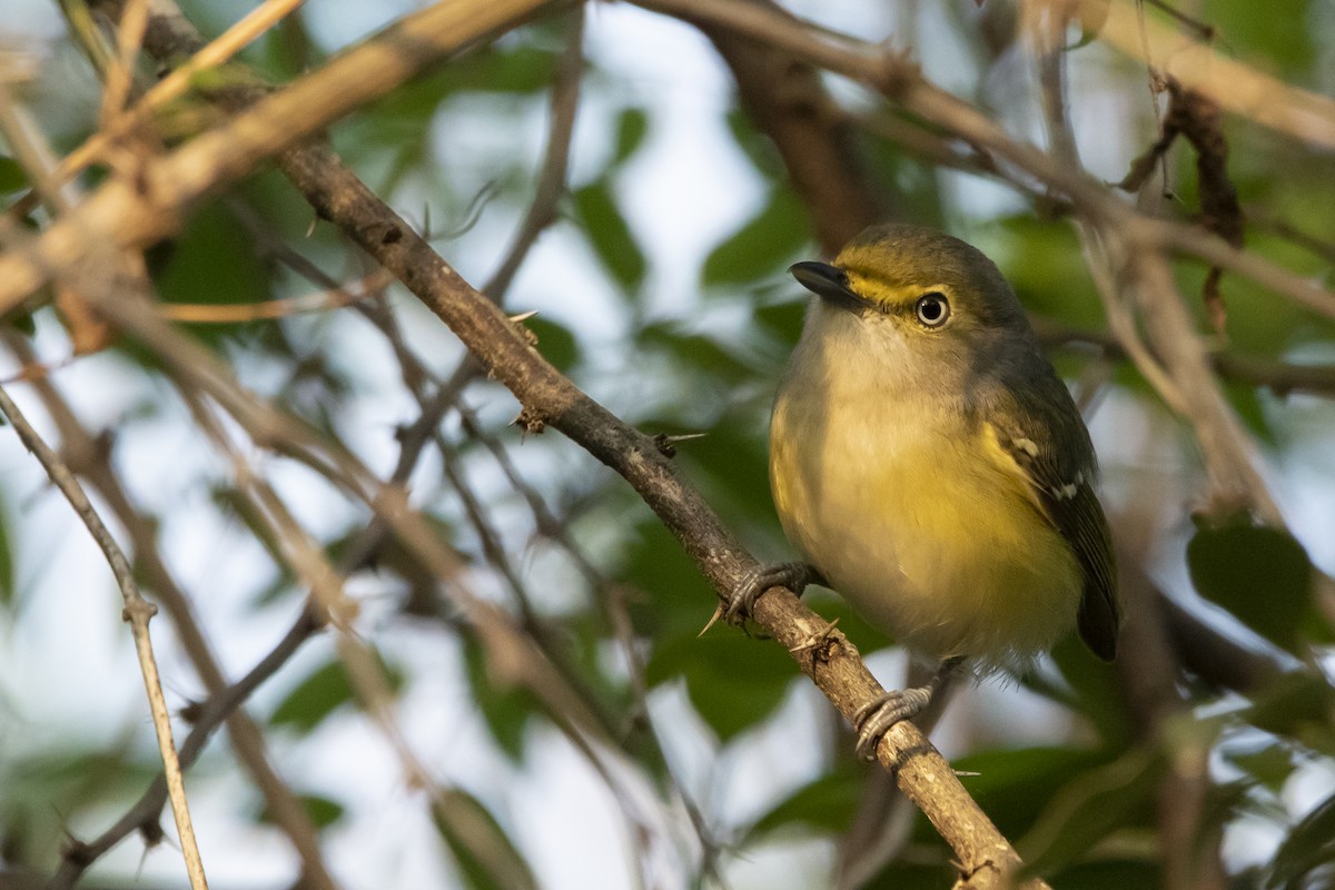 White-eyed Vireo - ML615597621