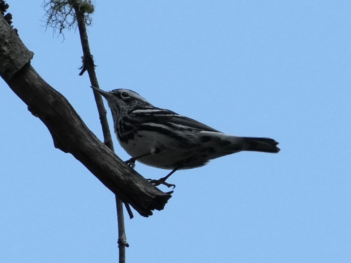 Black-and-white Warbler - ML615597646