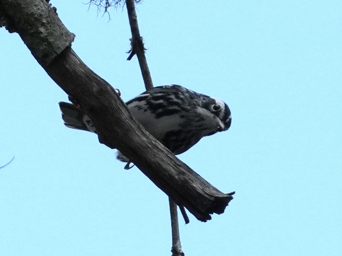 Black-and-white Warbler - ML615597647