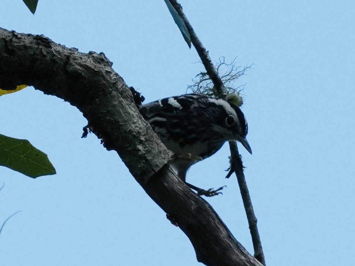 Black-and-white Warbler - ML615597648