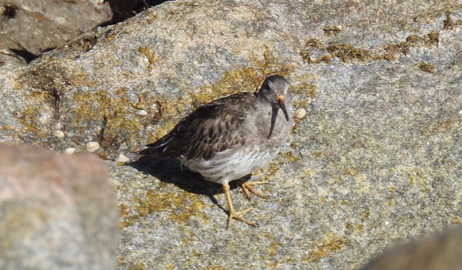 Purple Sandpiper - ML615597671