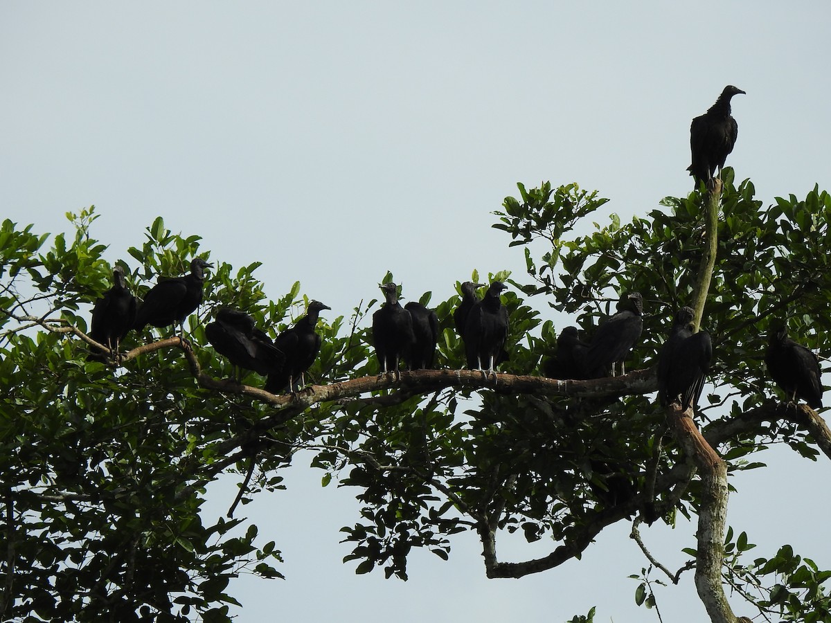 Black Vulture - ML615597714