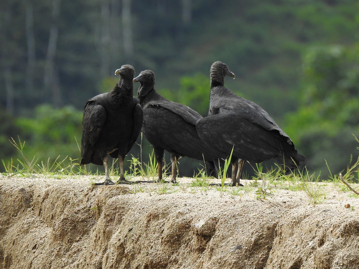 Black Vulture - ML615597715