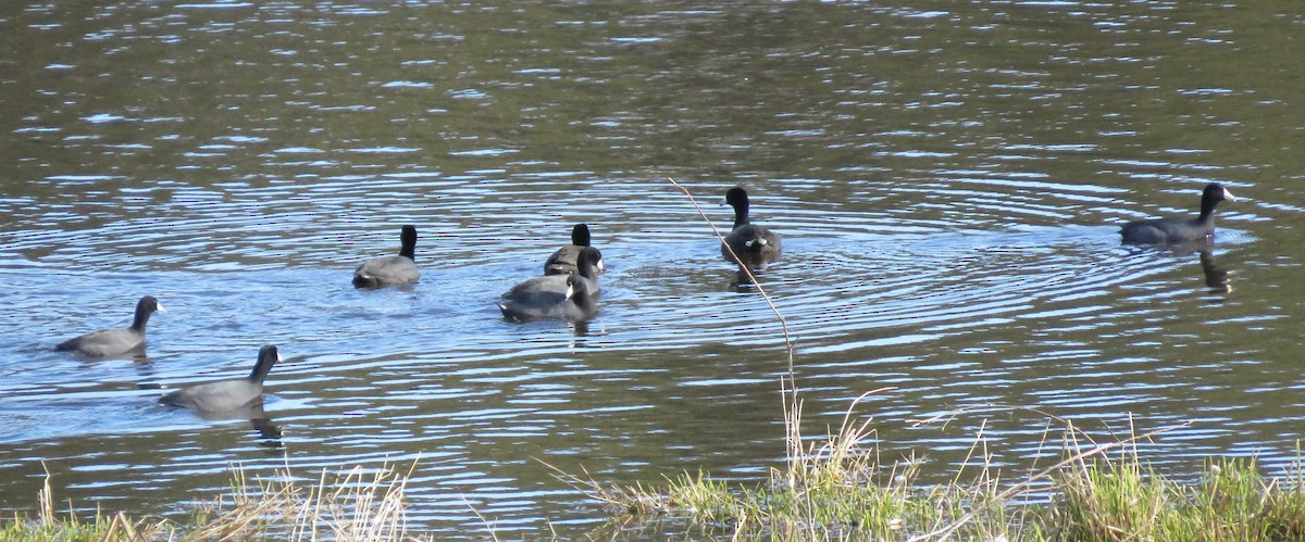 American Coot - ML615597764