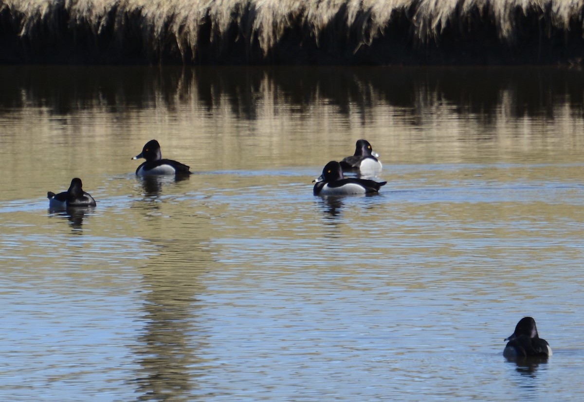 Ring-necked Duck - ML615597829