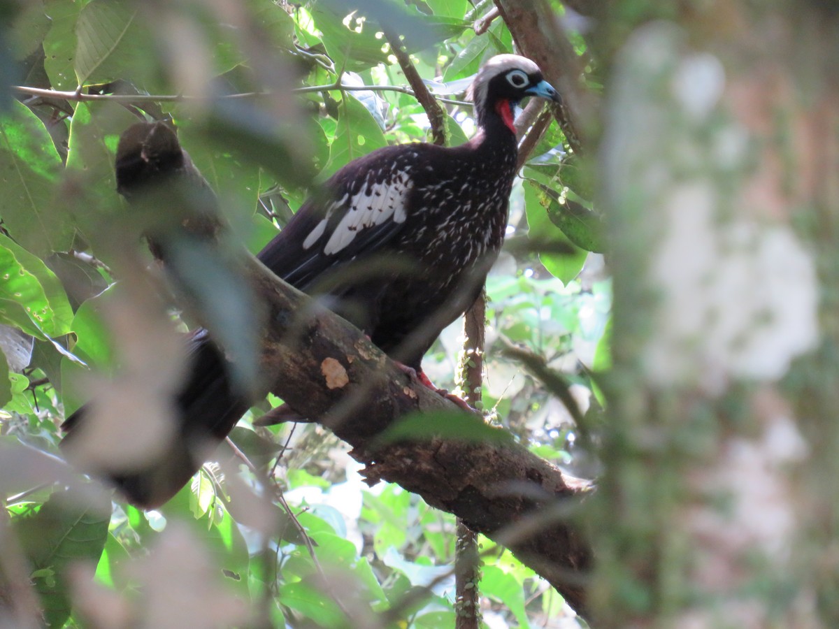 Black-fronted Piping-Guan - ML615597863