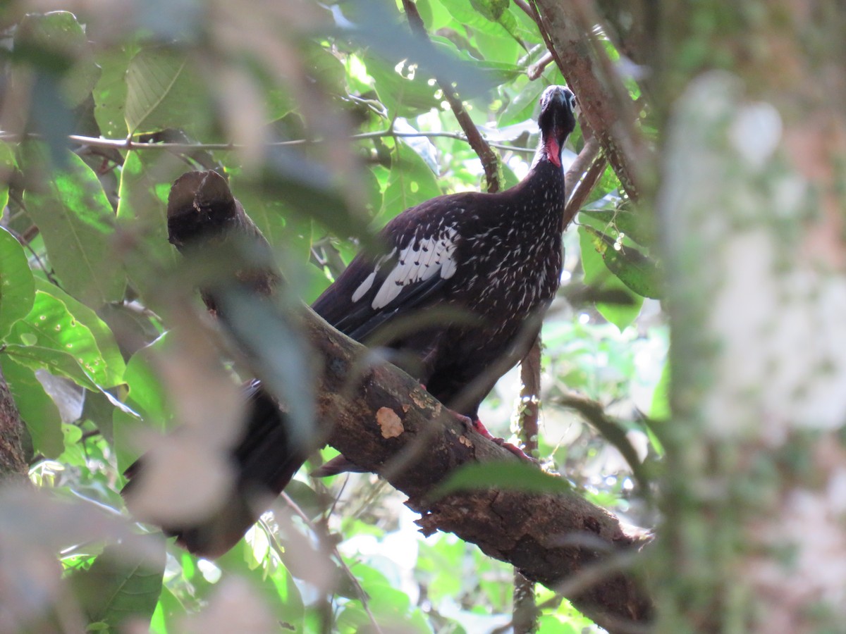 Black-fronted Piping-Guan - ML615597871