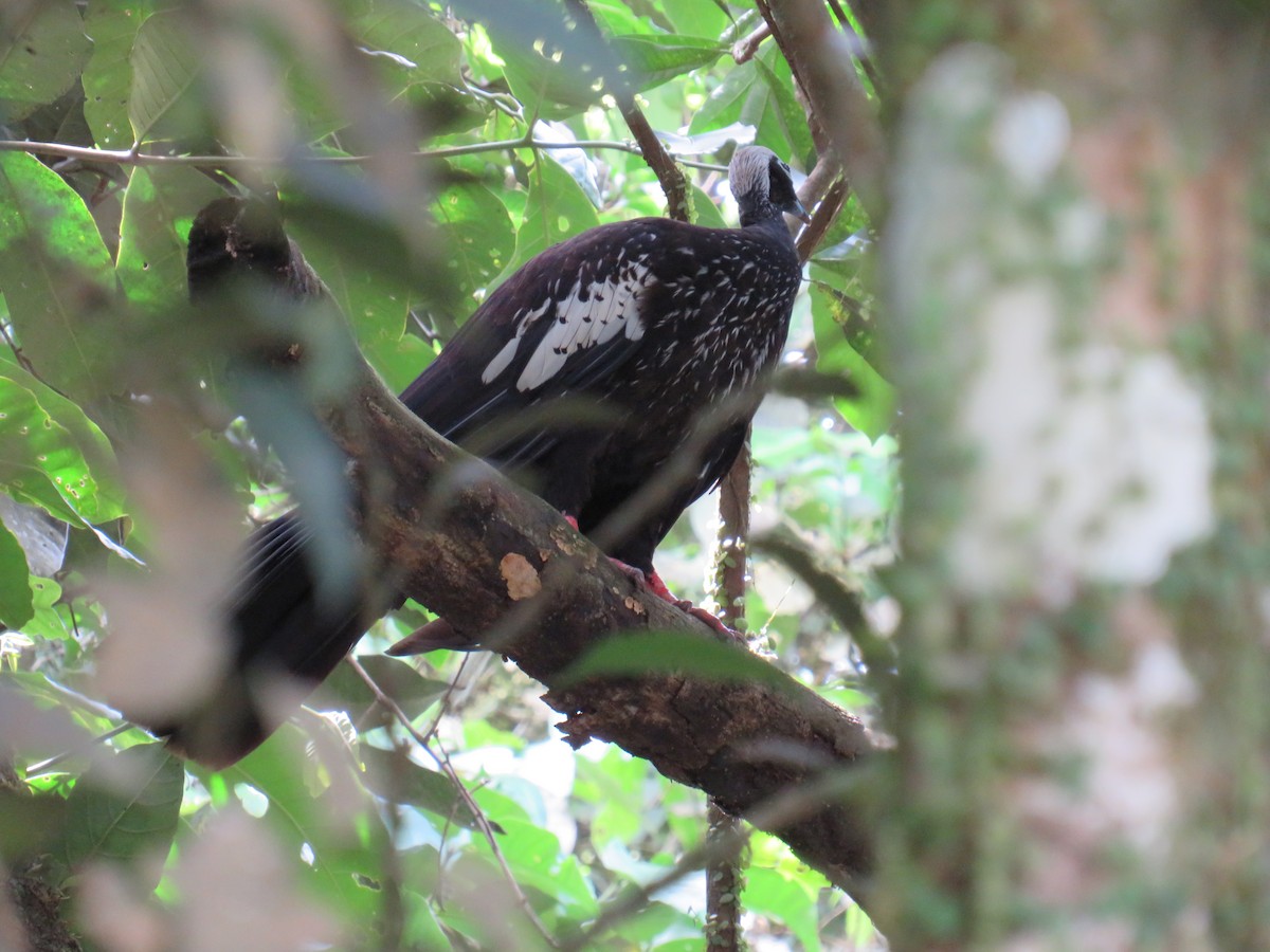 Black-fronted Piping-Guan - ML615597882