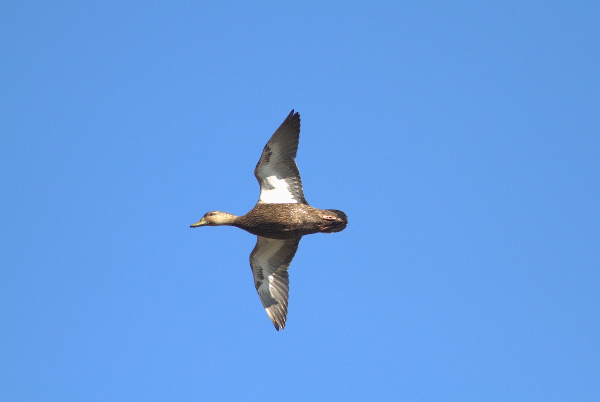 American Black Duck - ML615598005