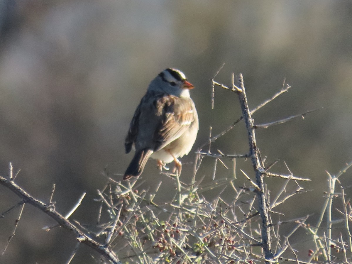 White-crowned Sparrow - ML615598031