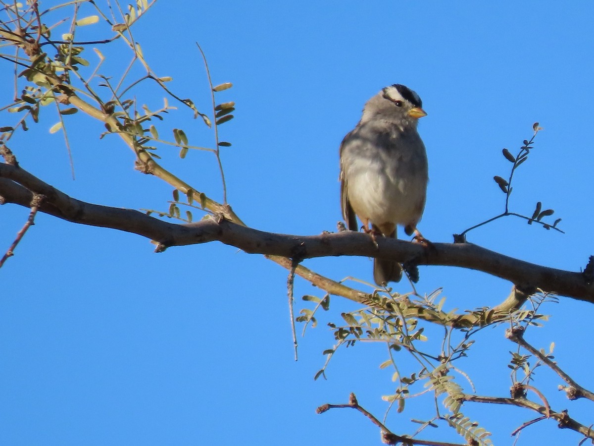 White-crowned Sparrow - ML615598032