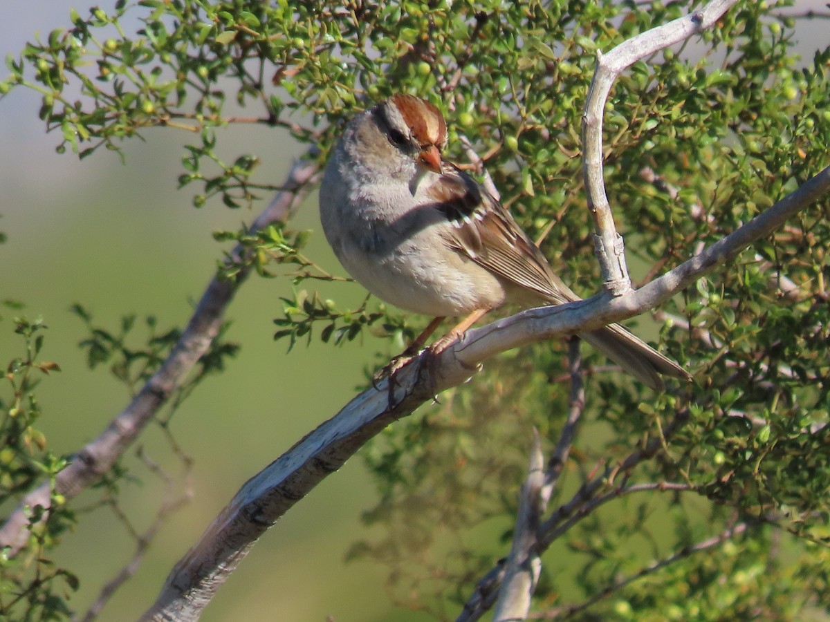 White-crowned Sparrow - ML615598033
