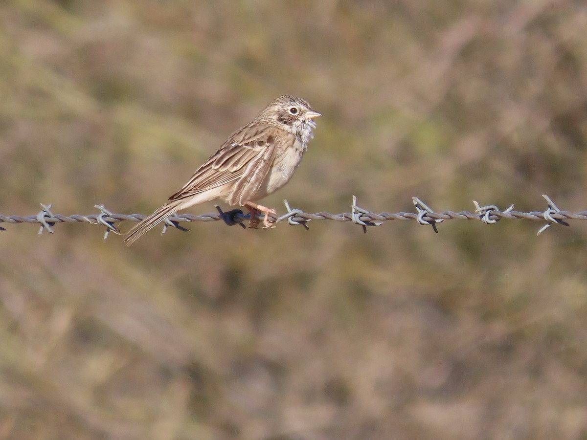 Vesper Sparrow - ML615598050