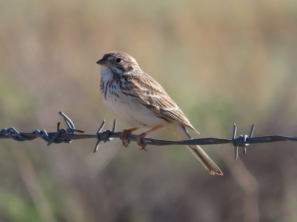 Vesper Sparrow - ML615598052