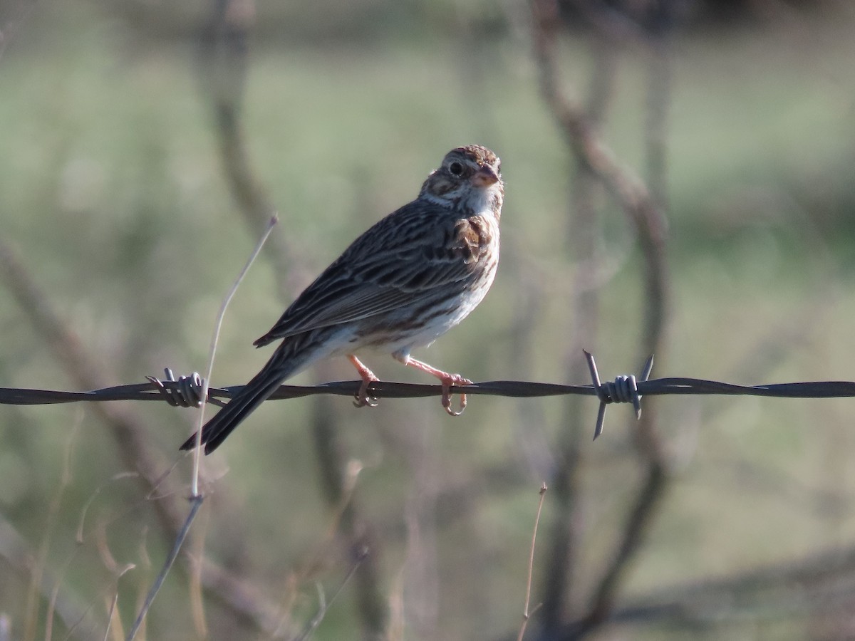 Vesper Sparrow - ML615598053