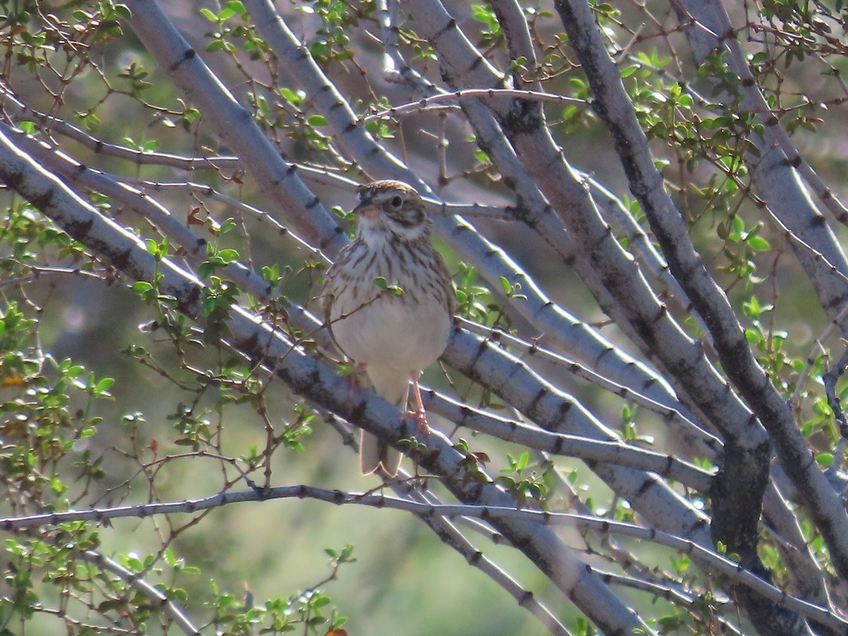 Vesper Sparrow - ML615598055