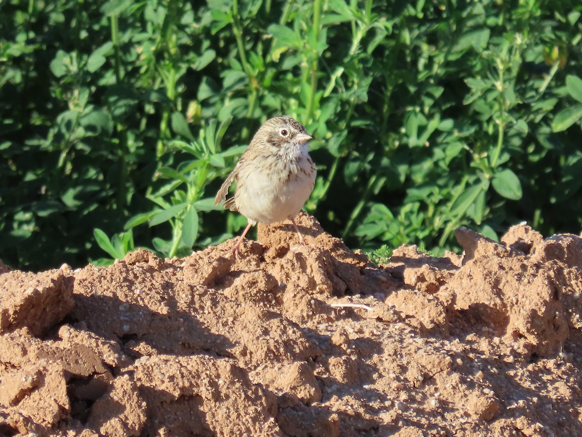 Vesper Sparrow - ML615598056