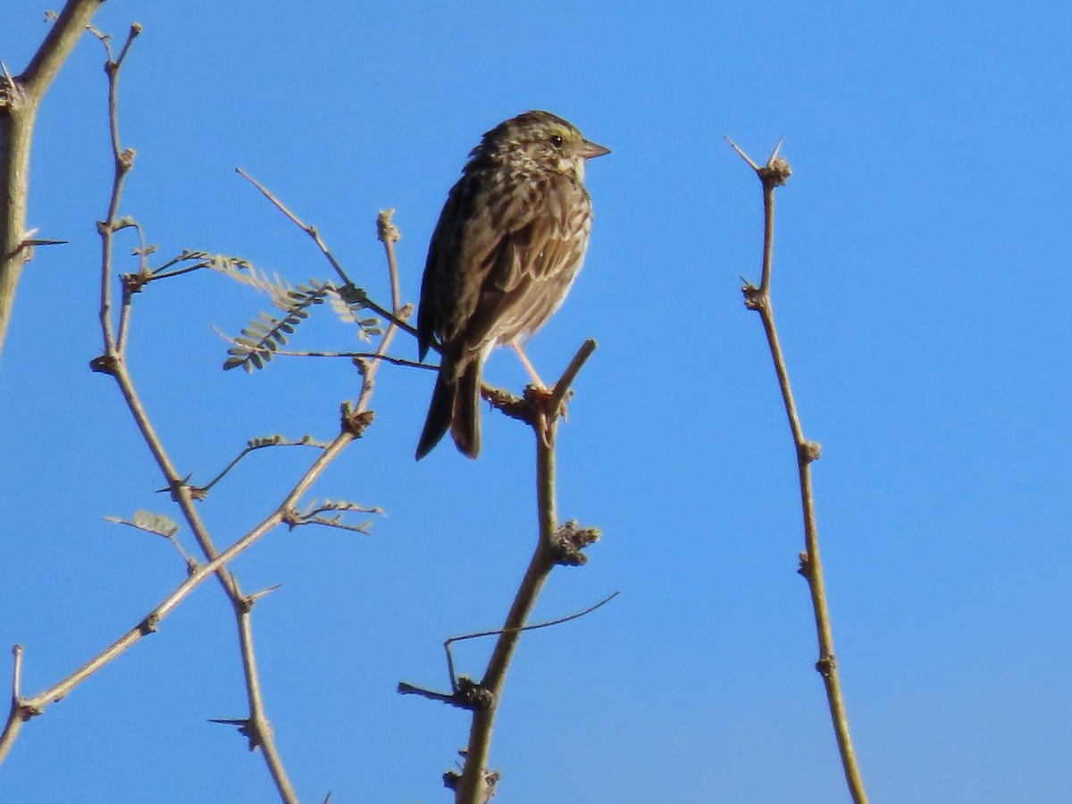 Savannah Sparrow - ML615598110