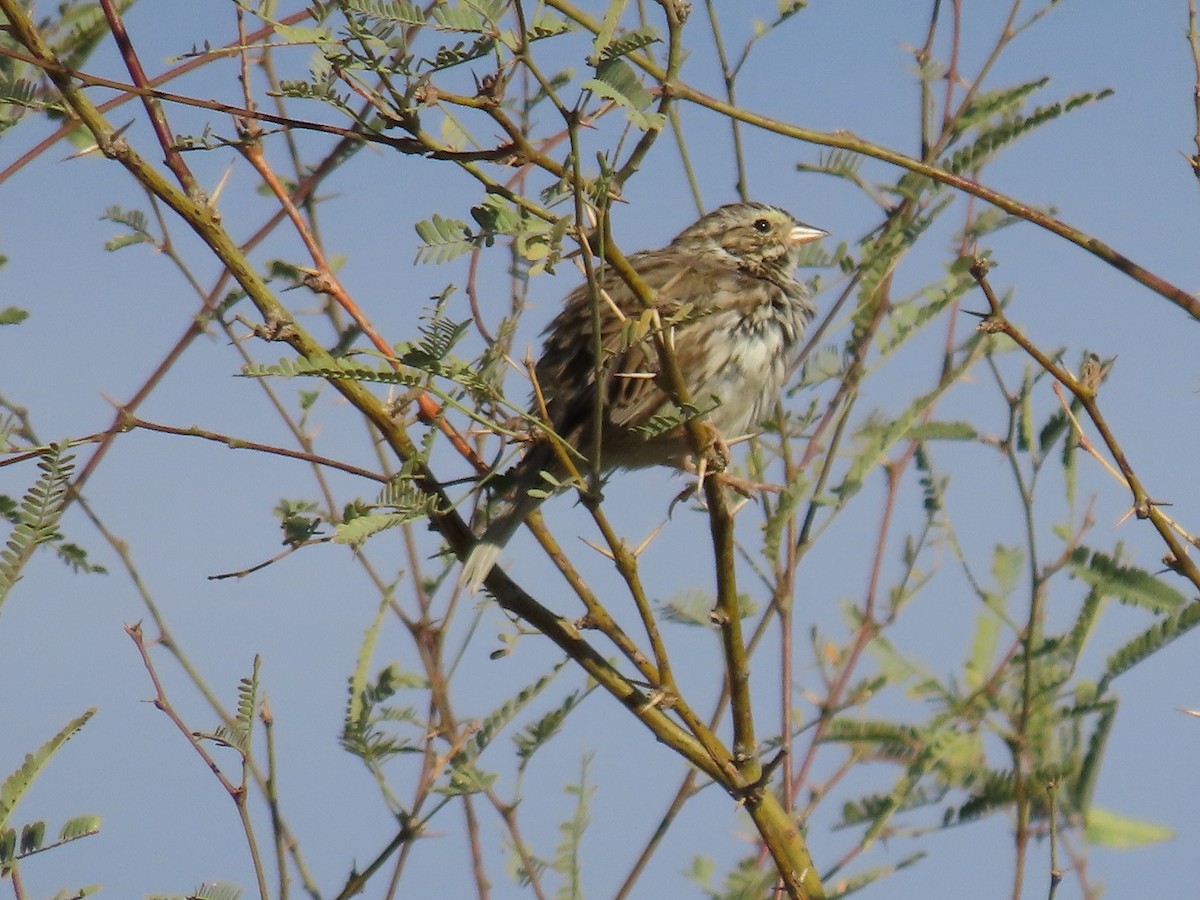Savannah Sparrow - ML615598111
