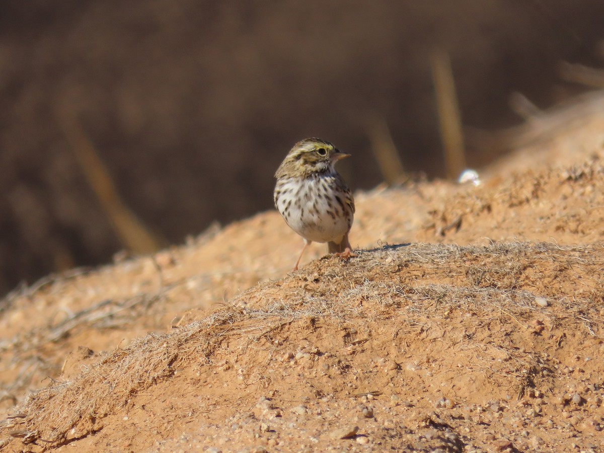 Savannah Sparrow - ML615598112