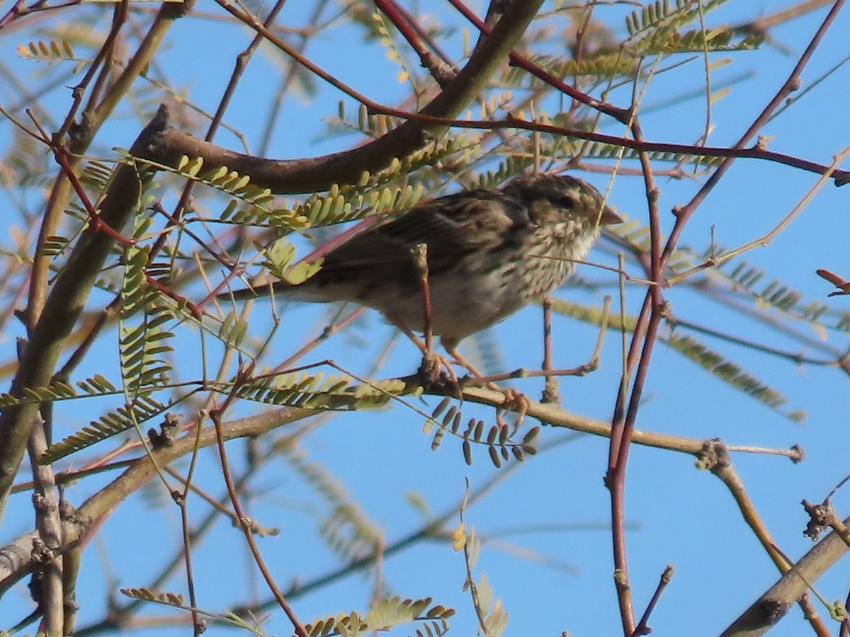 Savannah Sparrow - ML615598113