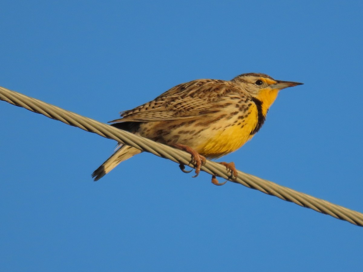 Western Meadowlark - ML615598127