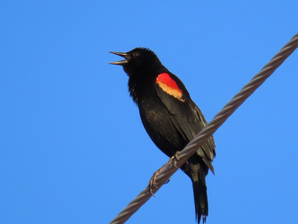 Red-winged Blackbird - ML615598140