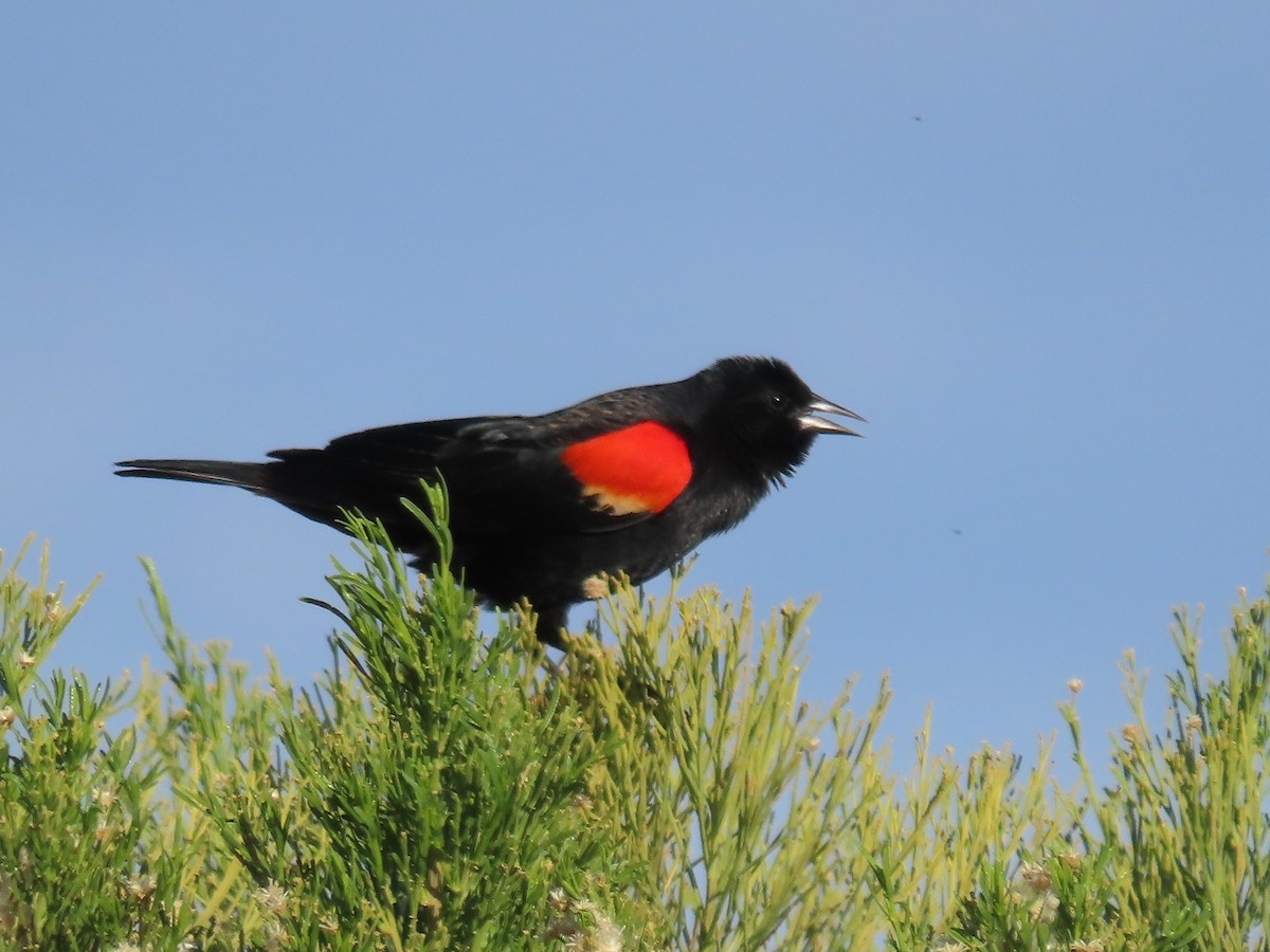 Red-winged Blackbird - ML615598141
