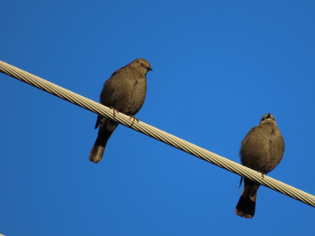 Brewer's Blackbird - ML615598192