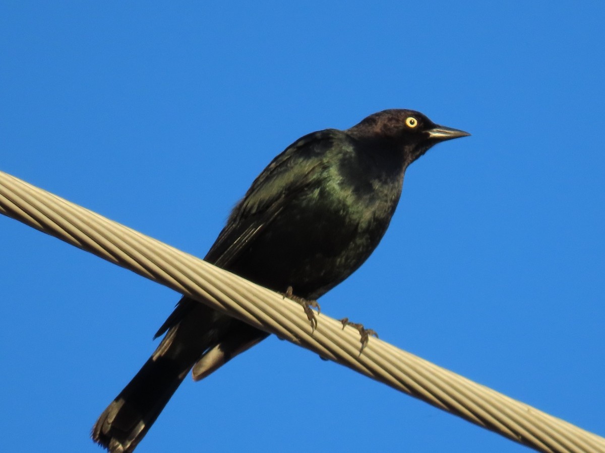 Brewer's Blackbird - ML615598193