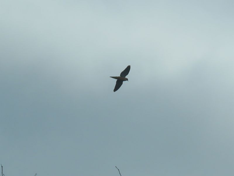 Mourning Dove - Tracy The Birder