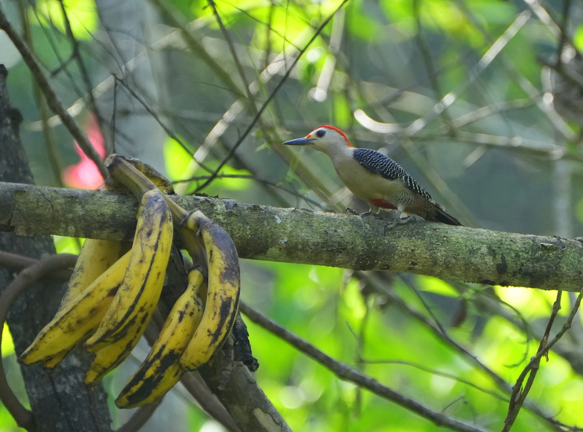 Golden-fronted Woodpecker - ML615598230