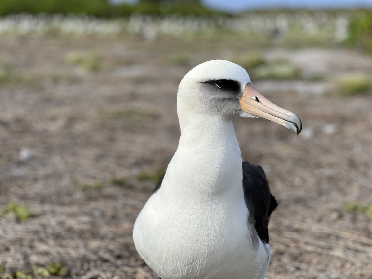 Laysan Albatross - ML615598320